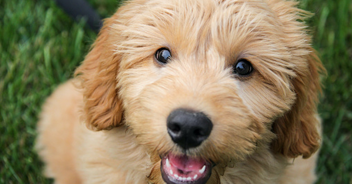 Toy & Mini: Goldendoodle Difference - Premier Pups - Premier Pups