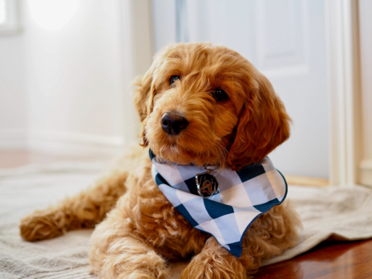 Standard, Toy & Mini: Goldendoodle Difference - Premier Pups