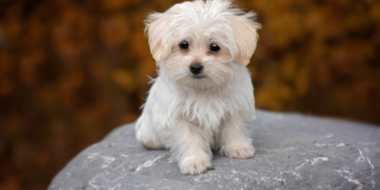 Discover the World of Teacup Maltese: Care, Health, and Ownership Tips