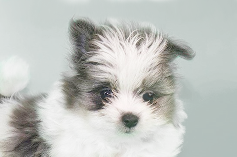 Maltipom Puppies For Sale Premier Pups Located In Ohio