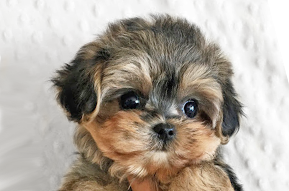 Morkie Puppies For Sale Premier Pups Located In Ohio