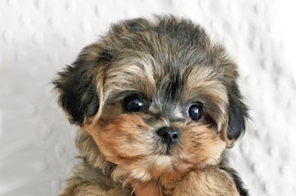 Morkie Puppies For Sale