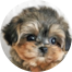 Morkie Puppy For Sale - Premier Pups