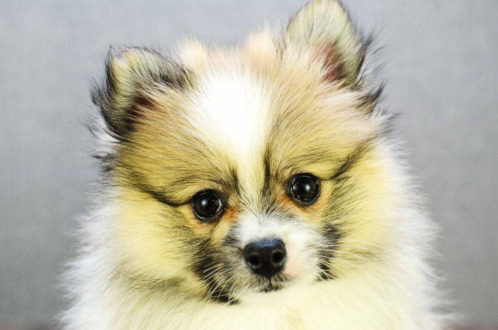 Pomeranian Dogs Price