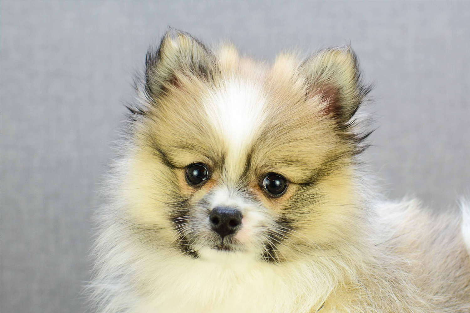 cheap pomeranian puppies for sale