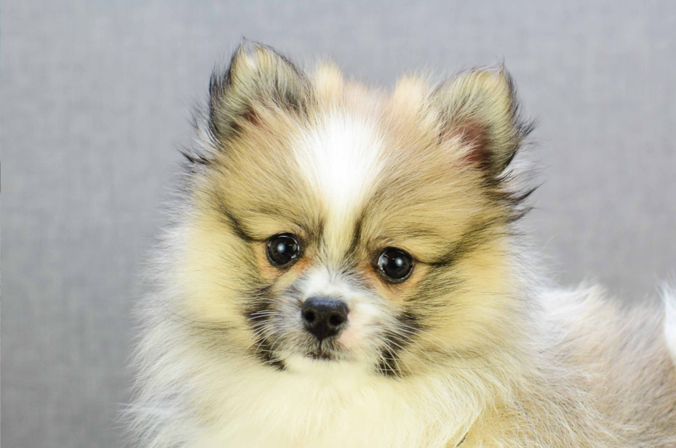 Pomeranian Puppies / Puppies