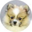 Pomeranian Puppy For Sale - Premier Pups