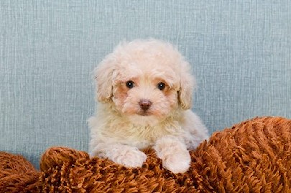 Toy Poodle Puppies For Sale All You Need Infos