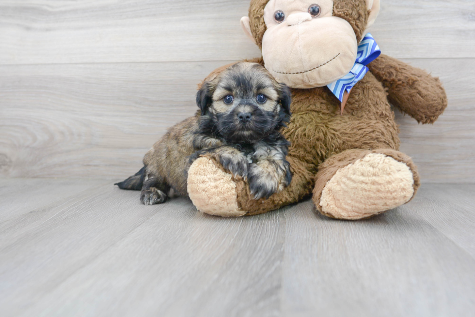 Meet Abbott - our Teddy Bear Puppy Photo 2/3 - Premier Pups