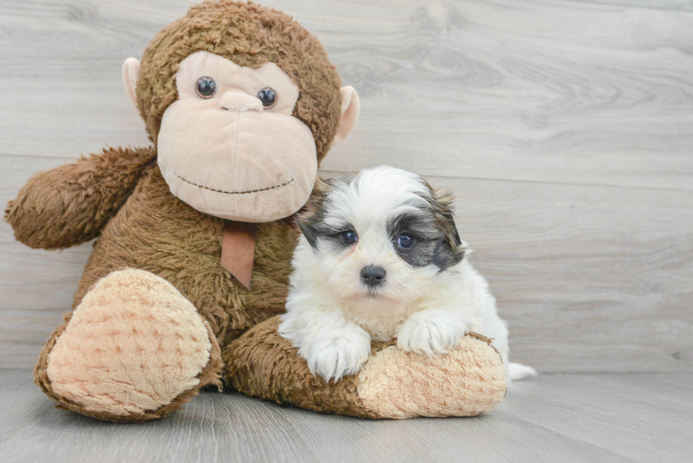 Teddy Bear Puppy for Adoption