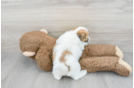 Funny Teddy Bear Designer Pup