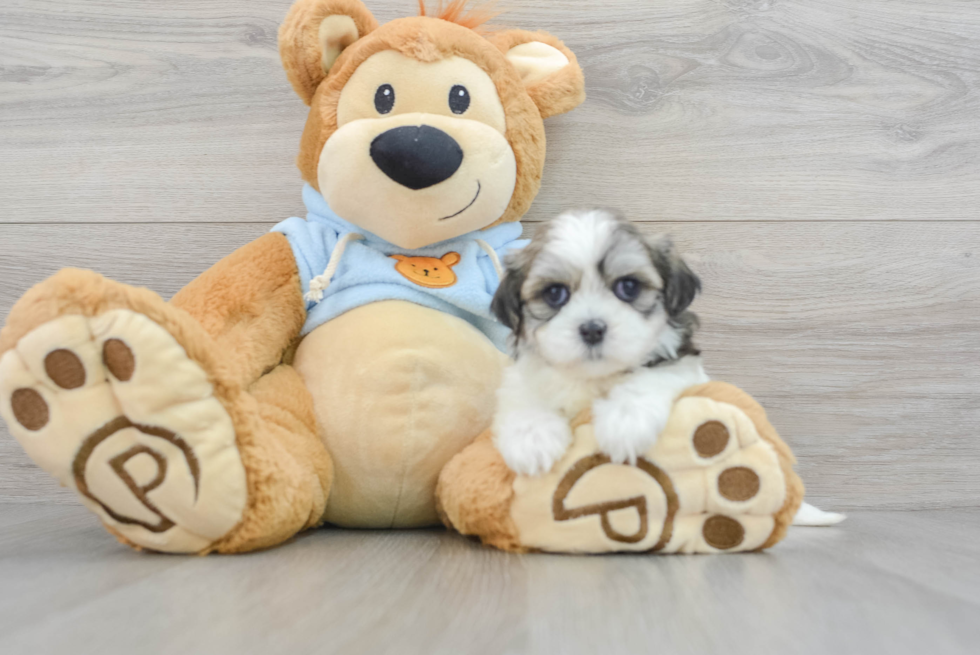 Adorable Teddy Bear Abby: 2lb 3oz Designer Puppy