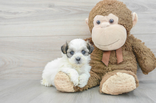 Best Teddy Bear Baby