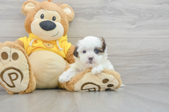 Teddy Bear Puppy for Adoption