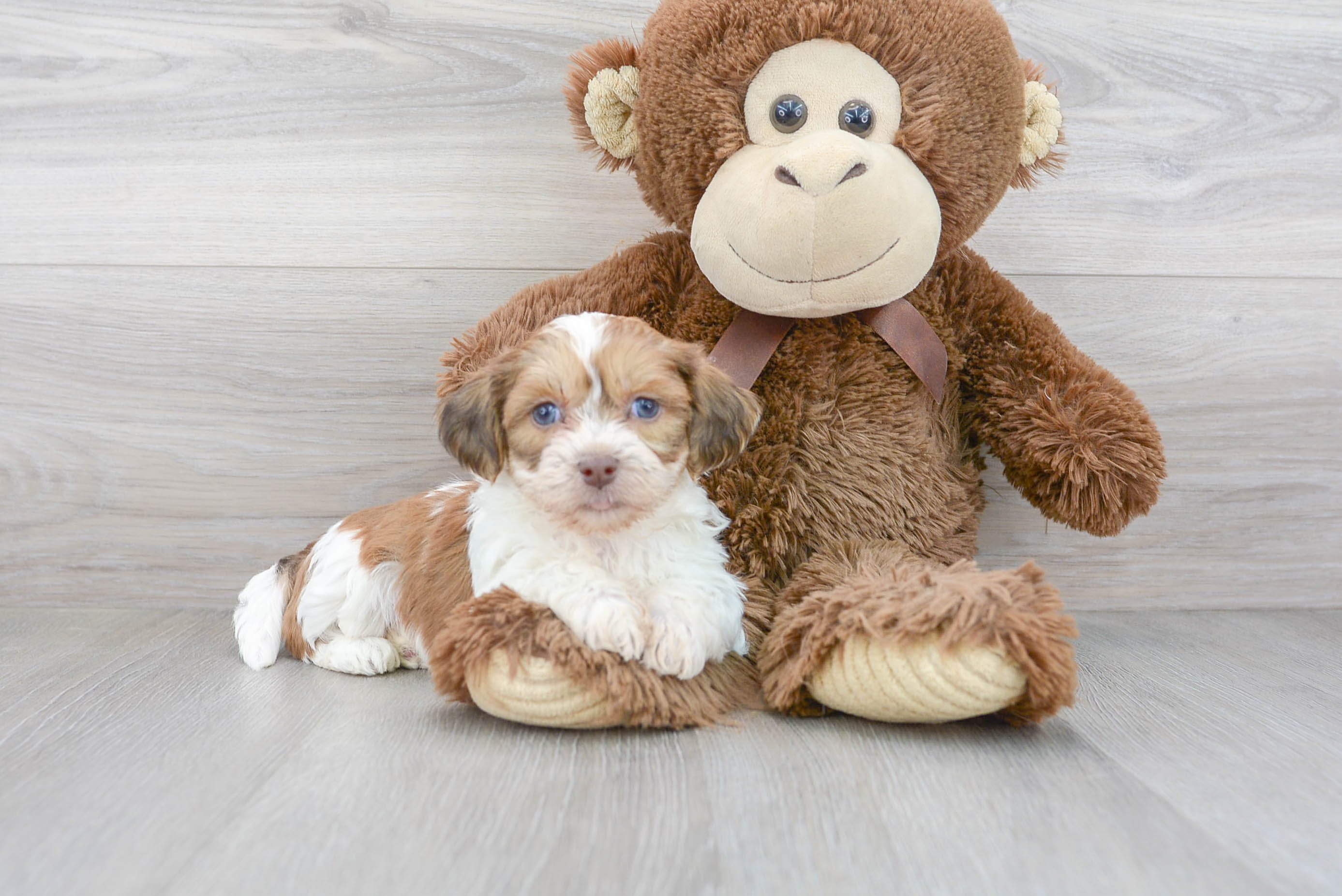 teddy bear puppy for sale