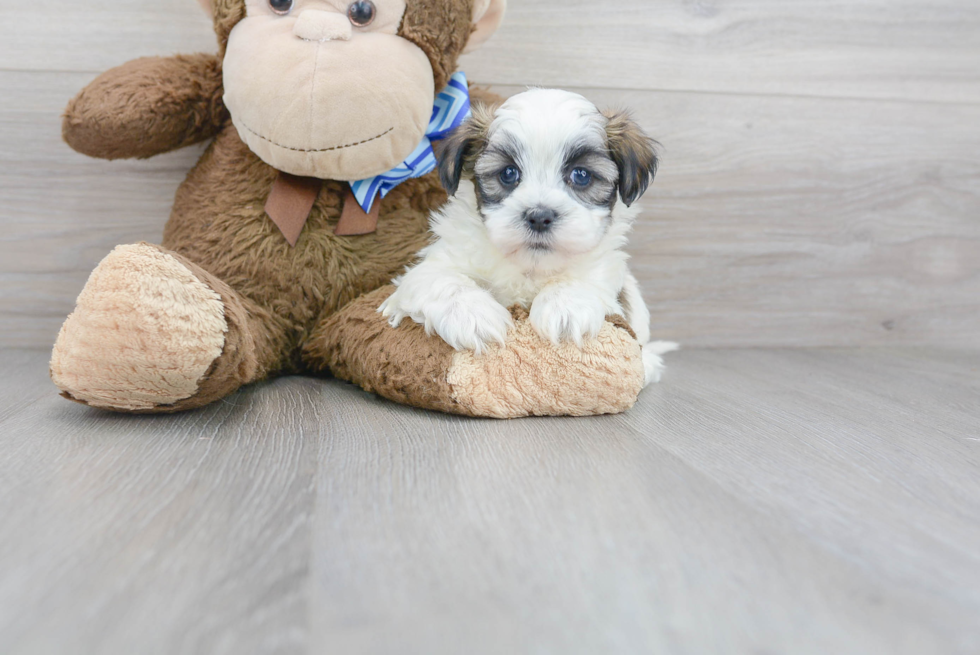 Meet Adele - our Teddy Bear Puppy Photo 1/3 - Premier Pups
