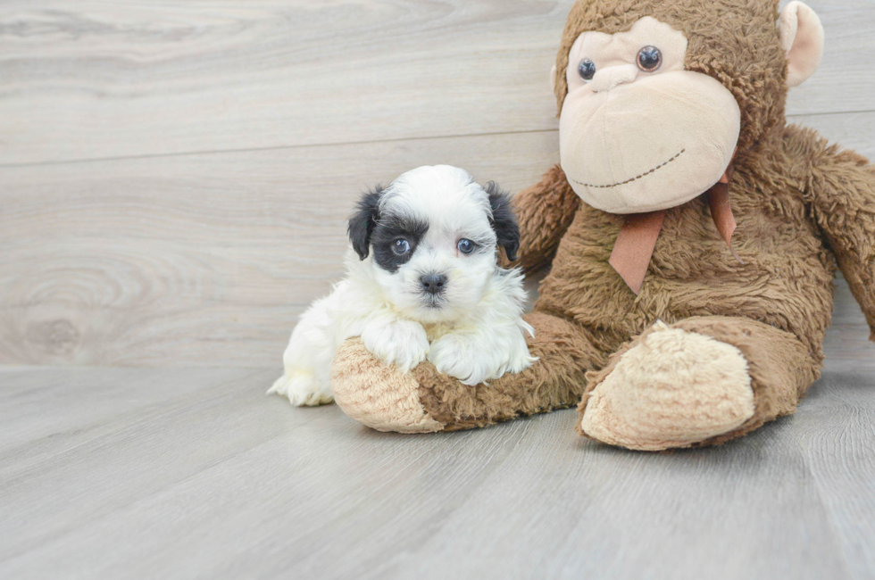5 week old Teddy Bear Puppy For Sale - Premier Pups