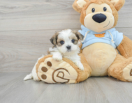 6 week old Teddy Bear Puppy For Sale - Premier Pups