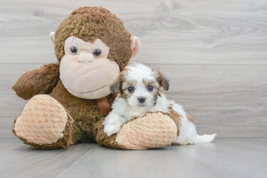 Little Shichon Designer Puppy