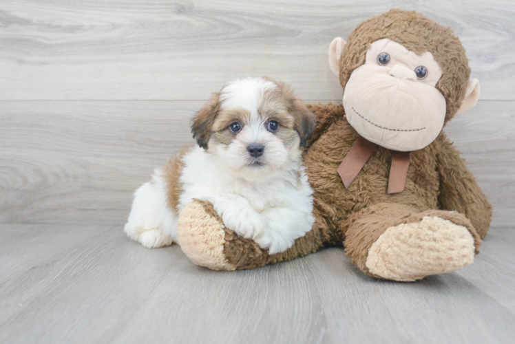 Meet Alvin - our Teddy Bear Puppy Photo 1/3 - Premier Pups