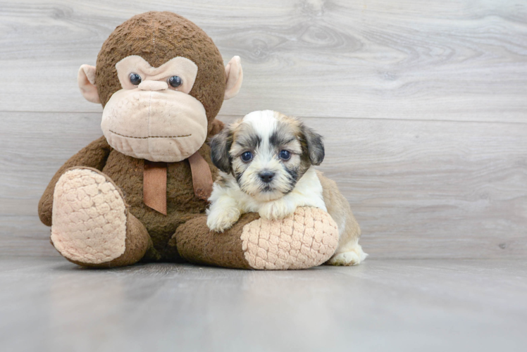 Meet Andy - our Teddy Bear Puppy Photo 1/3 - Premier Pups