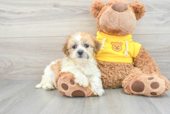 Teddy Bear Puppy for Adoption