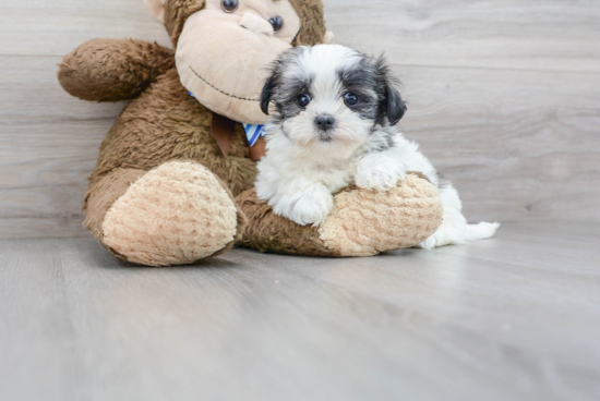 Cute Teddy Bear Baby