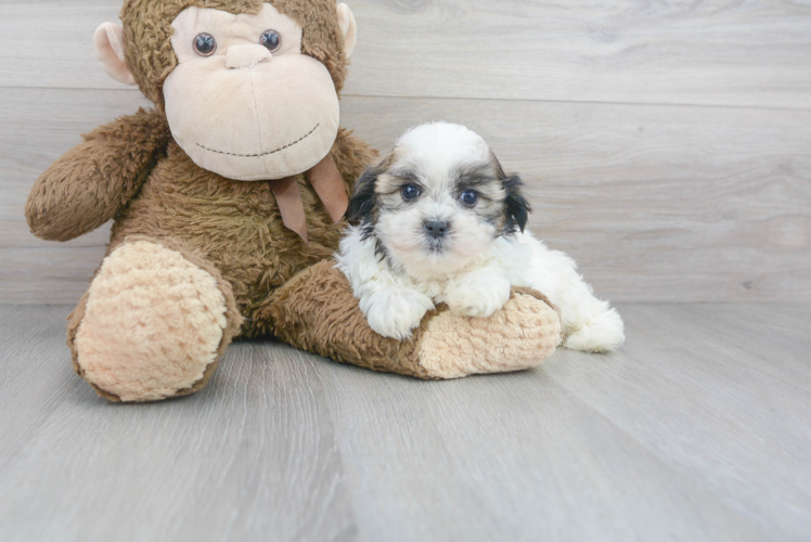 Meet Arielle - our Teddy Bear Puppy Photo 1/2 - Premier Pups