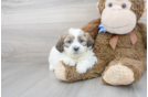 Meet Bailey - our Teddy Bear Puppy Photo 2/3 - Premier Pups