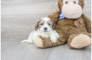 Meet Bart - our Teddy Bear Puppy Photo 2/3 - Premier Pups