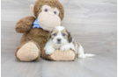 Meet Bart - our Teddy Bear Puppy Photo 1/3 - Premier Pups