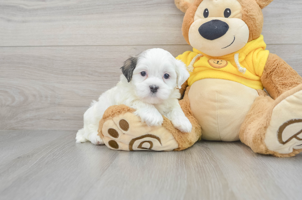 micro teddy bear puppies for sale