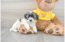 Smart Teddy Bear Designer Pup