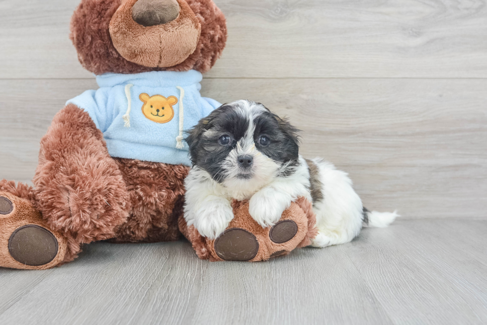 Happy Teddy Bear Bruno: 3lb 6oz Designer Puppy