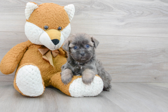 Friendly Teddy Bear Baby