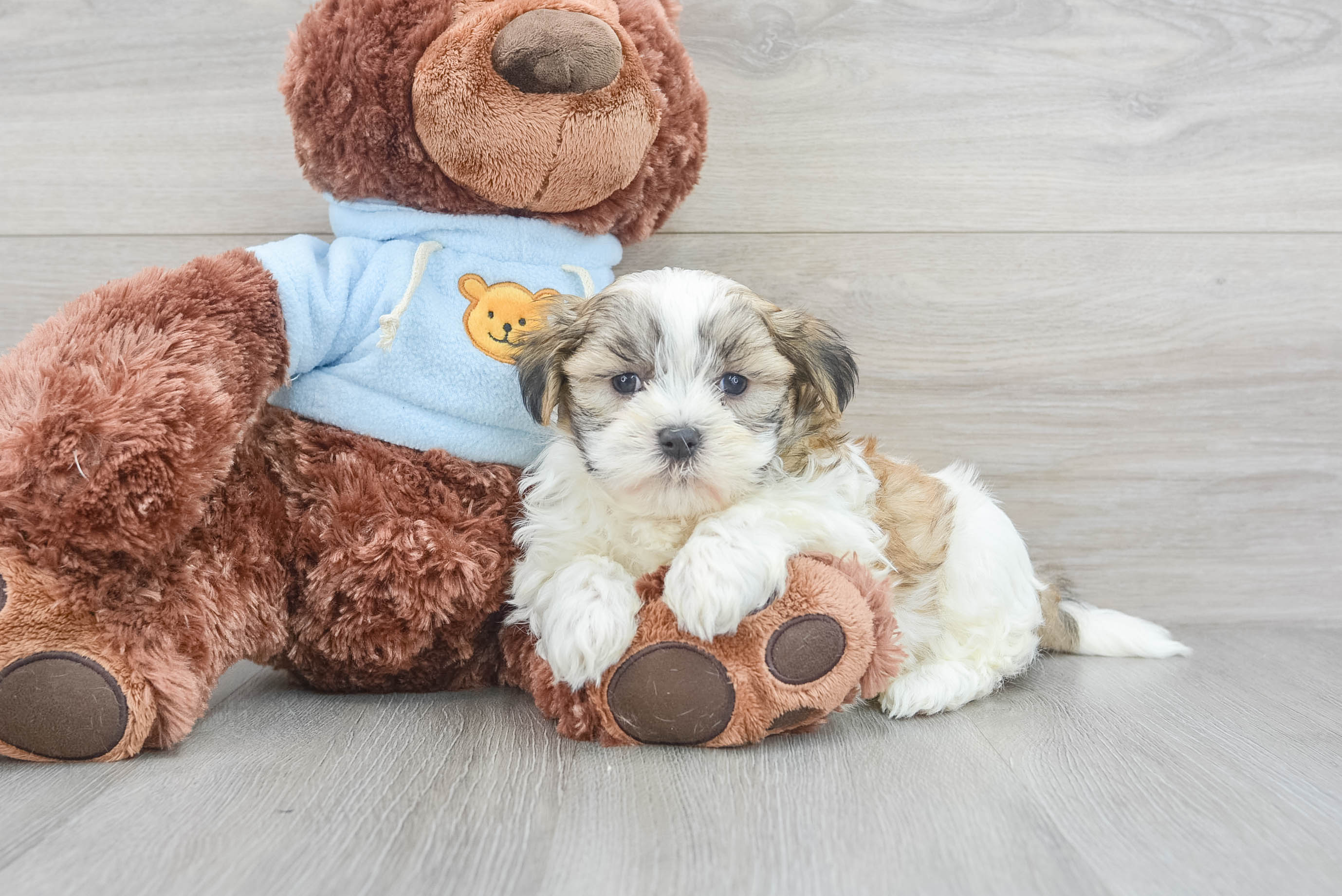 Premier pups best sale teddy bear