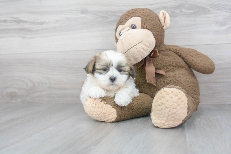 show me a picture of a teddy bear puppy