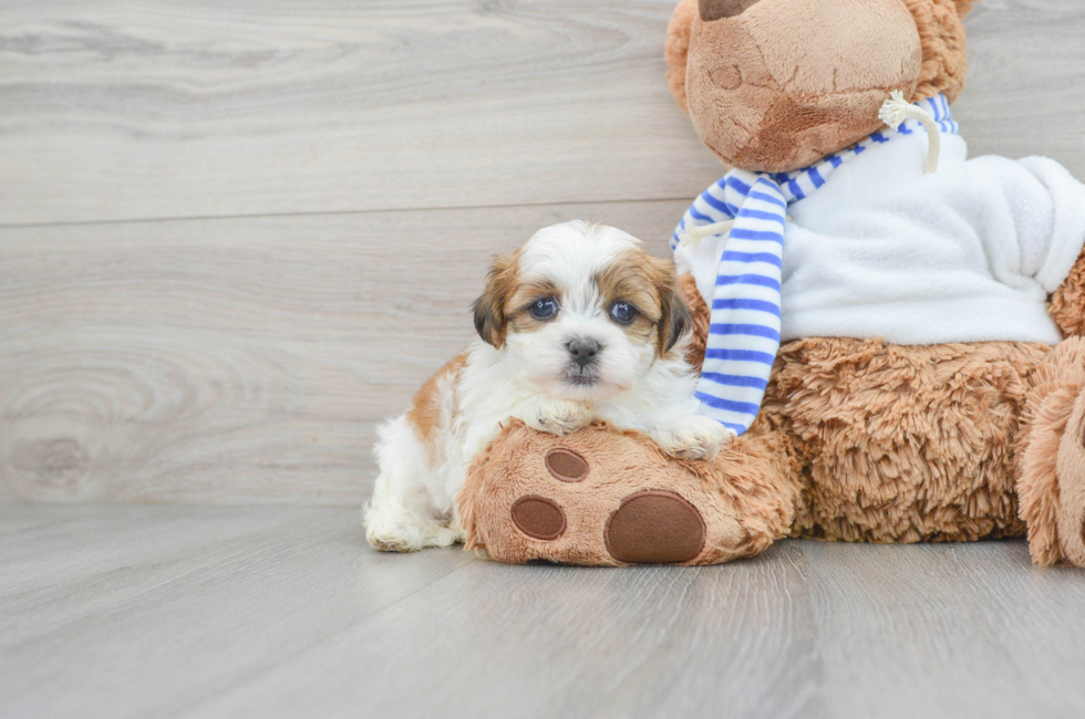 5 week old Teddy Bear Puppy For Sale - Premier Pups