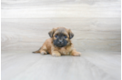 Meet Capri - our Teddy Bear Puppy Photo 1/3 - Premier Pups