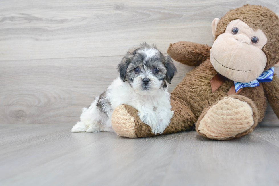 Meet Capri - our Teddy Bear Puppy Photo 2/3 - Premier Pups