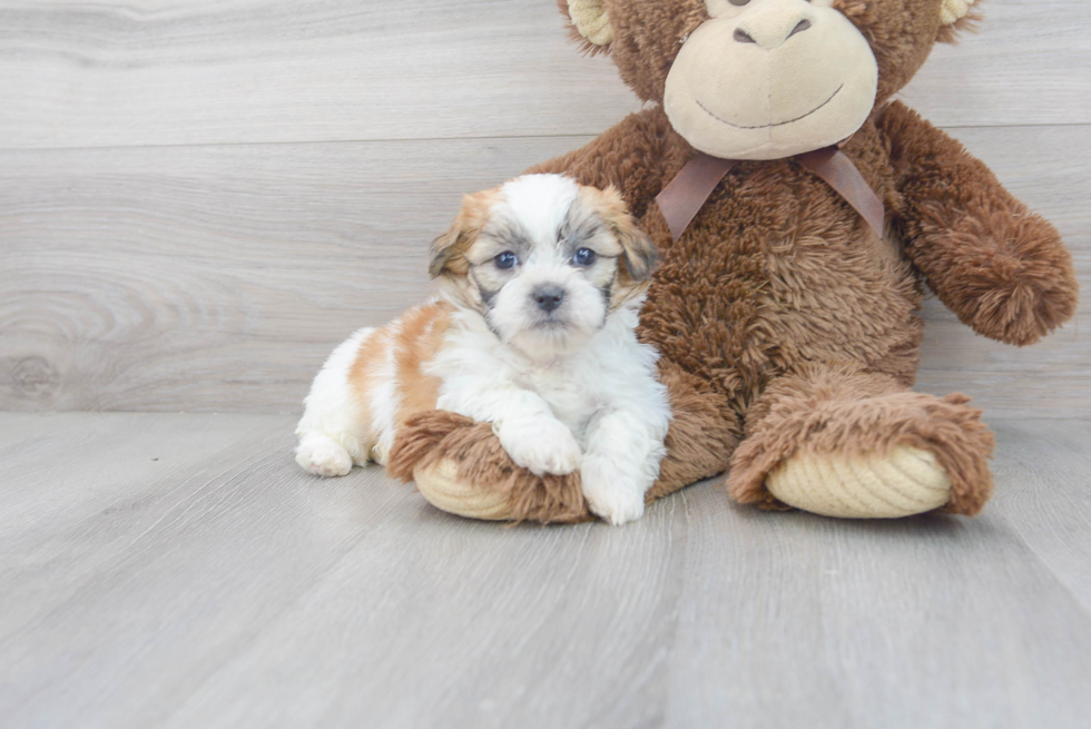 Meet Capri - our Teddy Bear Puppy Photo 1/3 - Premier Pups