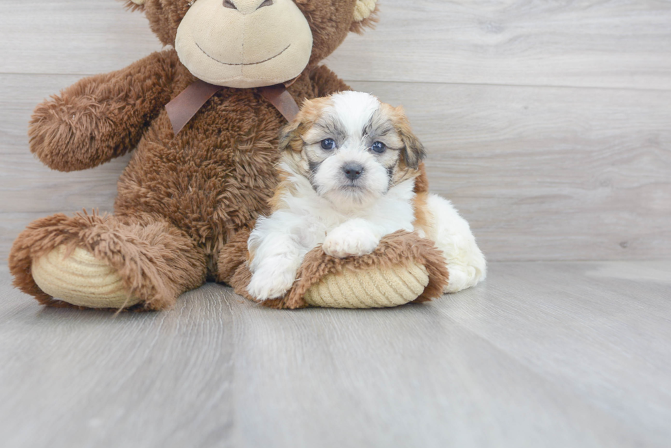 Meet Capri - our Teddy Bear Puppy Photo 2/3 - Premier Pups