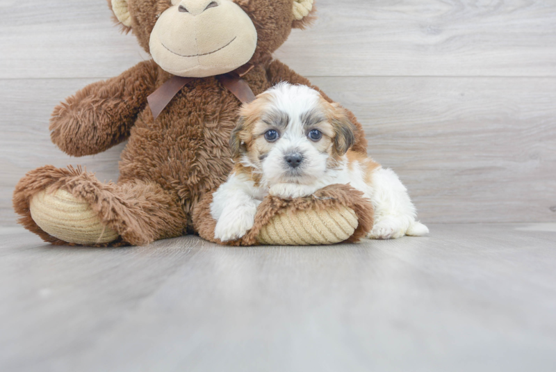 Meet Cassandra - our Teddy Bear Puppy Photo 1/2 - Premier Pups