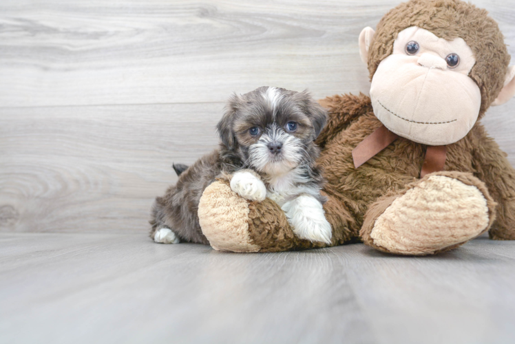 Meet Cassandra - our Teddy Bear Puppy Photo 1/3 - Premier Pups