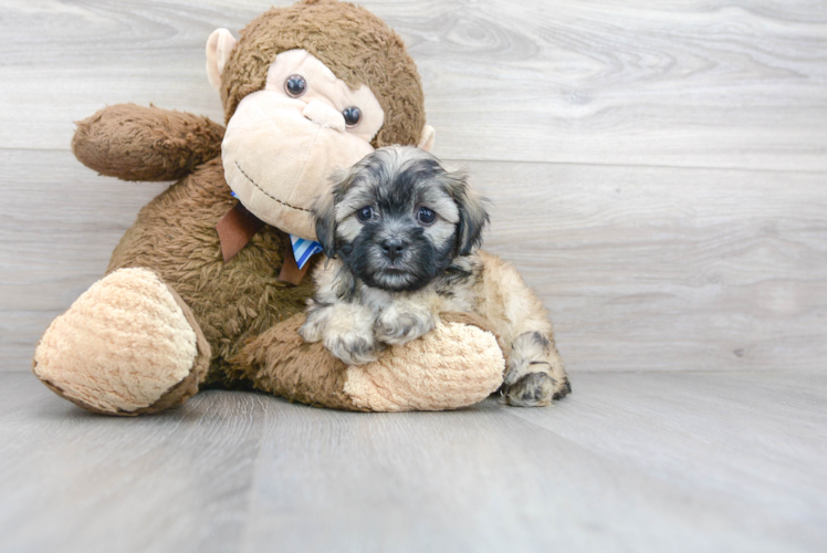 Meet Chadwick - our Teddy Bear Puppy Photo 1/3 - Premier Pups