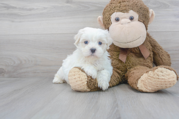 Meet Chadwick - our Teddy Bear Puppy Photo 1/3 - Premier Pups