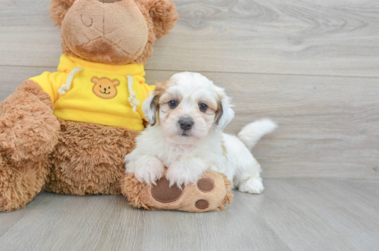 Teddy Bear Puppy for Adoption