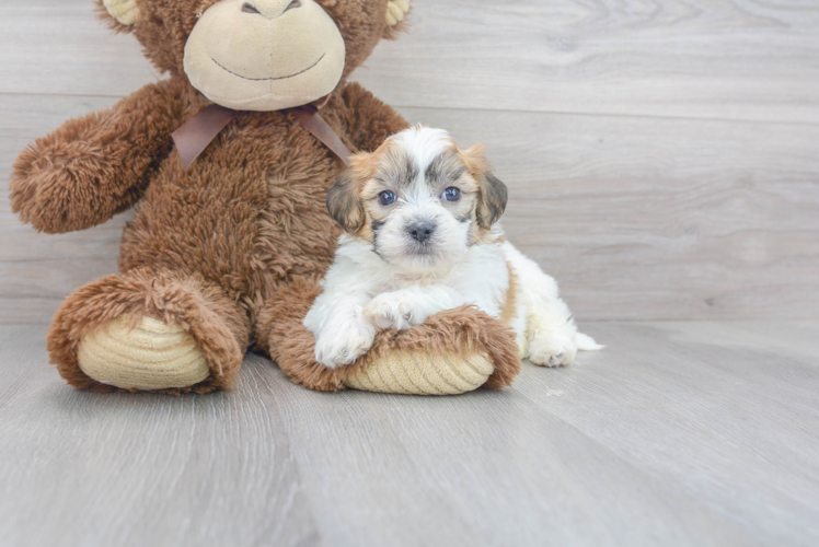 Meet Chandler - our Teddy Bear Puppy Photo 1/3 - Premier Pups