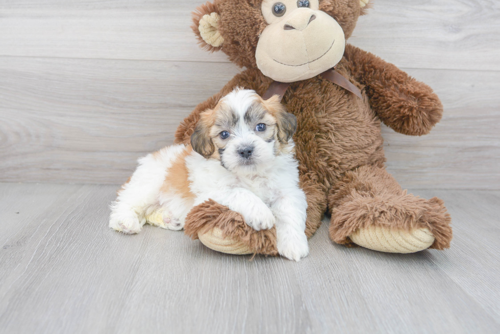 Meet Chandler - our Teddy Bear Puppy Photo 2/3 - Premier Pups