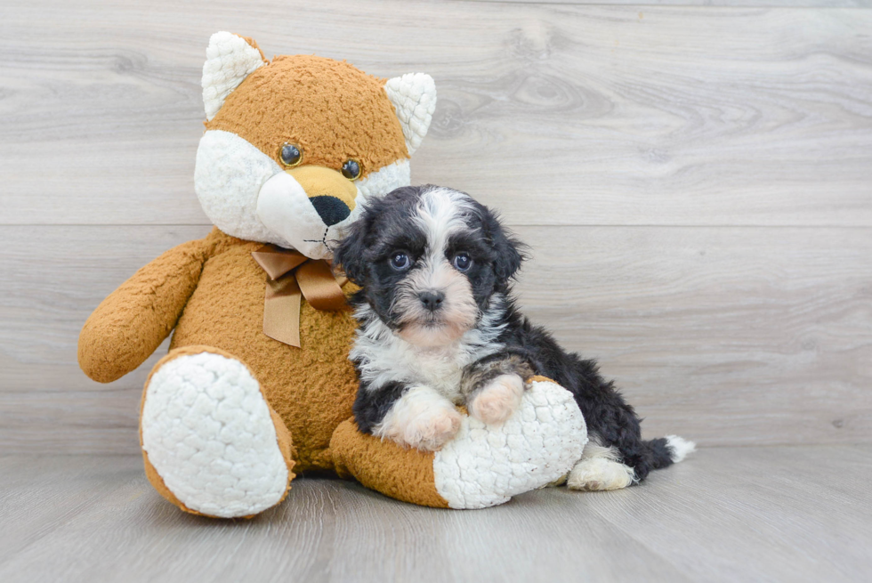 Meet Chip - our Teddy Bear Puppy Photo 1/3 - Premier Pups